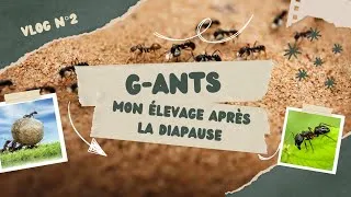 Miniature : Mon élevage de fourmis après la diapause !