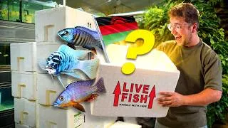 Miniature : Import de poissons Ultra Rare !