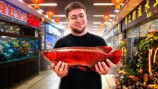 Miniature : J’ai fait 10000km pour le plus grand marché d’aquarium au monde ! (Chine)