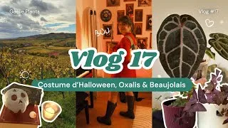 Miniature : Vlog #17 – Braderie, couture, plantes & nouvelles aventures dans le Beaujolais ! 🧵🪴🍂