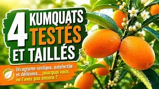 Miniature : Test et taille de 4 Kumquats : Vous ignorez ce petit agrume… et c’est une grave erreur, délicieux !