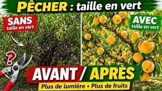 Miniature : Le secret magique: URGENT une règle méconnue pour récolter des kilos de pêches à faire maintenant !