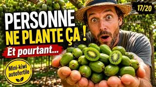 Miniature : Kiwaï Issaï : le mini-kiwi autofertile qui produit des fruits rares en quantité même en  pot !