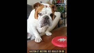 Miniature : Nestor et son freesbee
