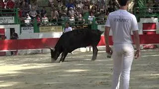 Miniature : Course Camarguaise Aramon 2026 : Le Trophée Biòu d'Argent