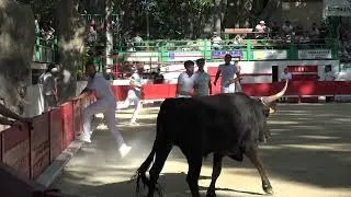 Miniature : Course Camarguaise Aramon - 29 Mai 2026 : Biòu d'Argent