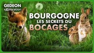 Miniature : Bourgogne Sauvage : Les secrets du bocage et des forêts | GEDEON EXPLORATION