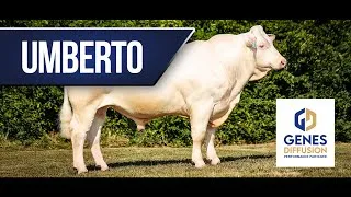 Miniature : UMBERTO - Incontournable pour le renouvellement