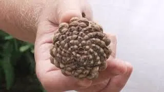 Miniature : SOIRÉE DU MATHSCOPE : LES PLANTES SAVENT-ELLES COMPTER ?