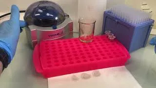 Miniature : Étape 8 Clonage par PCR : Comment réaliser une miniprep d'ADN plasmidique