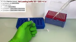 Miniature : Étape 4 clonage par PCR: Comment découper les bandes sur gel du vecteur et du produit de PCR digérés