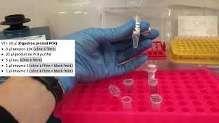 Miniature : Étape 3 clonage par PCR : Comment digérer le vecteur et le produit de PCR purifié