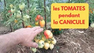 Miniature : CANICULE : ARROSER et gérer les TOMATES