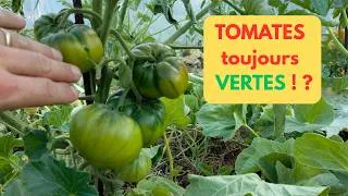 Miniature : Pourquoi les TOMATES restent VERTES alors qu'il fait beau?
