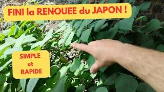 Miniature : ÉLIMINER la RENOUÉE du JAPON: SIMPLE et RAPIDE