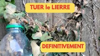 Miniature : ÉLIMINER le lierre: SIMPLE et RAPIDE