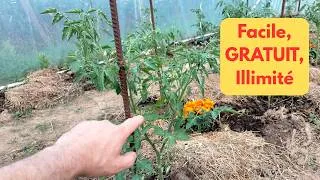 Miniature : Comment faire pousser des Tomates illimité?