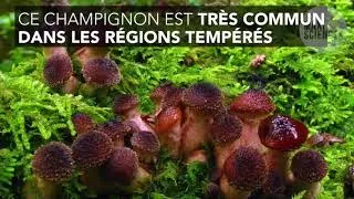 Miniature : Humongous fungus, ce gigantesque champignon qui se cache dans une forêt du Michigan