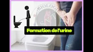 Miniature : Comment notre corps fabrique l'urine ?