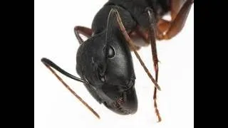 Miniature : Organisation générale et caractères des Arthropodes
