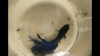 Miniature : Fish Disease Case nr. 366 Betta with severe tail rot due to bacterial infection