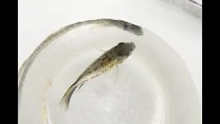 Miniature : Fish disease case nr. 365 Tankraised Apistogramma borelli with bacterial infection and few tubercles