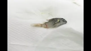 Miniature : Fish disese case nr. 364 Wild Corydoras concolor with Camallanus and other worm infections