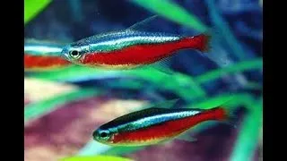 Miniature : Fish disease case nr. 363 Wild Cardinal tetra, Paracheirodon, with worm and bacterial infection