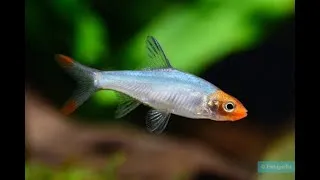 Miniature : Fish disease case nr. 362 Sawbwa with gill flukes, Nematodes Capillaria and bacterial infection