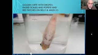 Miniature : Fish disease case nr. 361 Golden Orfe with dropsy or ascites due to bacterial infection