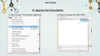 Miniature : WORKSHOP 4: CLONING SIMULATION BY SNAPGENE