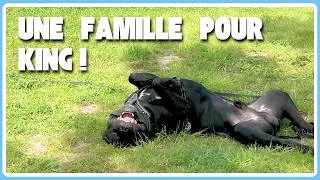 Miniature : Ce chien va être euthanasié si personne ne l'adopte (HORS SÉRIE)