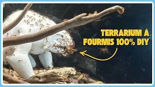 Miniature : Mon terrarium à fourmis est devenu un chef d'œuvre DIY !