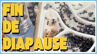 Miniature : Nettoyage et nourrissage des fourmis sortant de diapause ! (2025-2026)