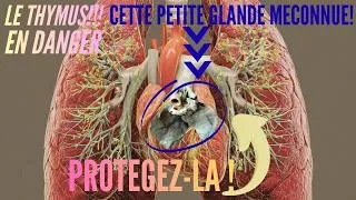 Miniature : 🕉️Le THYMUS 👉 ce pouvoir caché au-dessus du cœur 💓que personne ne t’explique ! 🙈🙉🙊