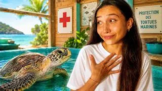Miniature : Bienvenue à l’hôpital des tortues à Tahiti !