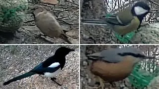 Miniature : Les OISEAUX du JARDIN #3