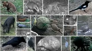 Miniature : TOUS LES ANIMAUX que j'ai FILMER en 2024
