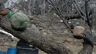 Miniature : J'ai filmé deux SITELLE TORCHEPOT dans mon jardin