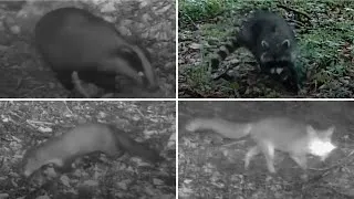 Miniature : LES ANIMAUX au bord DE LA RIVIERE