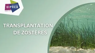 Miniature : Transplantation de zostères dans l'étang de Berre (Eelgrass transplantation)