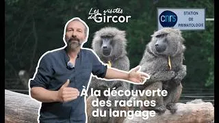 Miniature : Babouins : la clé de l’origine du langage humain ?