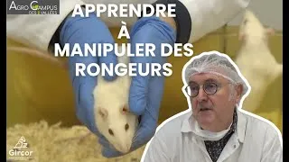 Miniature : Agro Campus des 2 Vallées - L'enseignement de la manipulation des rongeurs