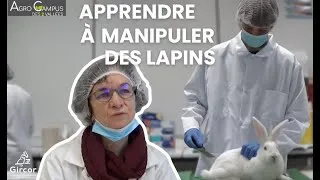 Miniature : Agro Campus des 2 Vallées - L'enseignement de la manipulation des lapins