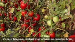 Miniature : Introduire les résistances, réduire les pesticides, optimiser les intrants