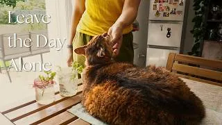 Miniature :  🌿No Plans. Just Cats and A Simple Day. | Slow Living in France 