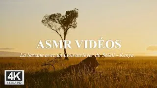 Miniature : 🌄 ASMR d'un Lion dans la Savane - Masai Mara, Kenya, Lever du Soleil - Sans Musique - 4K Ultra HD 🦁