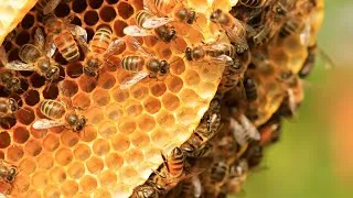 Miniature : 🐝 Les Abeilles, les Gardiennes de la Nature 🌸 🎥 Mini Documentaire  - 4K Ultra HD