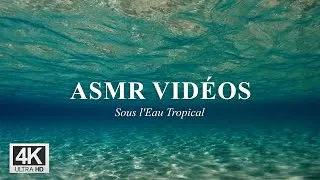 Miniature : 🌊 ASMR Bruit Sous l'Eau Tropical : Expérience Relaxante - Sans Musique - 4K Ultra HD 🌴