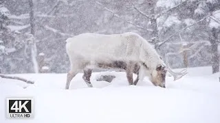 Miniature : 🌲❄️ Explorez le Mystère de l'Écosystème en Hiver ! ❄️🌲 🎥 Mini Documentaire  - 4K Ultra HD